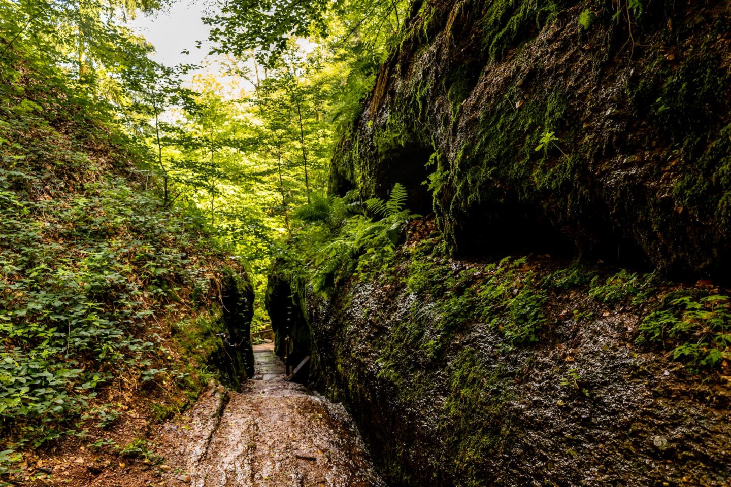 Ein schmaler, steiniger Pfad, der von steilen, moosbedeckten Klippen gesäumt wird, führt in den dichten Wutha-Wald mit seinem leuchtend grünen Laub. Farne und andere Pflanzen wachsen entlang der Felswände, und das Sonnenlicht fällt durch das Blätterdach und wirft gesprenkeltes Licht auf die ruhige Szenerie.